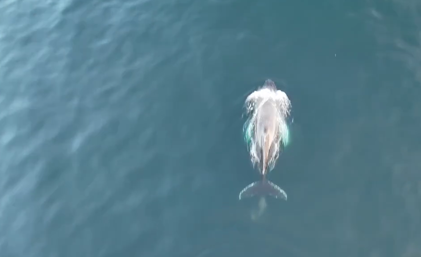 Полярники показали, як дитинча кита-горбача грає наввипередки з "Ноосферою"